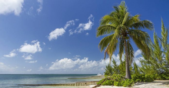 Beautiful beach, blue skies and palm trees on the Cayman Islands