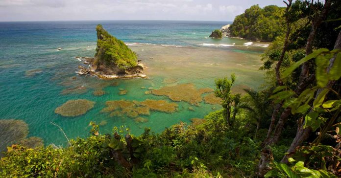 View of a gorgeous reef in Dominica